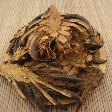 贯众千余品种供应承接订单