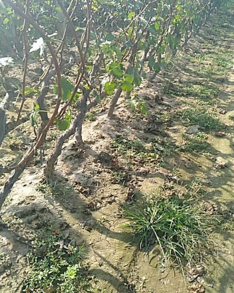 《诚信至上》河北占地葡萄树基地直发提供技术指导包成活率