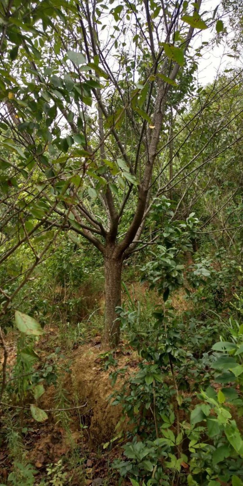 樱花5一15公分基地批发，现货长期有效。