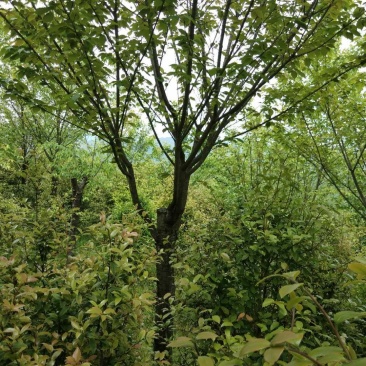 樱花5一15公分基地批发，现货长期有效。