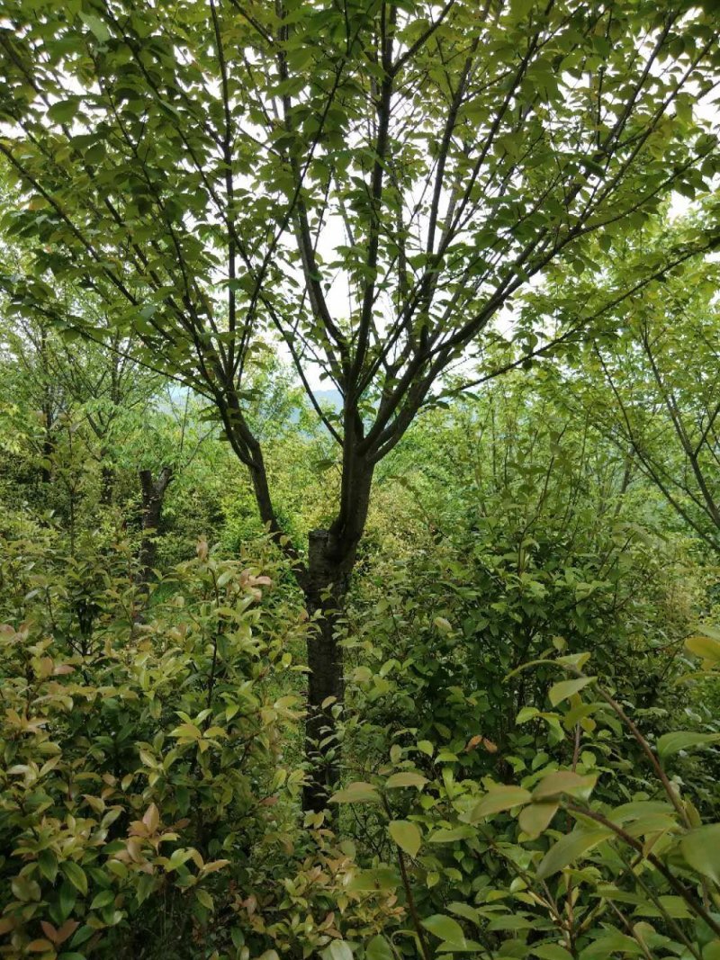 樱花5一15公分基地批发，现货长期有效。