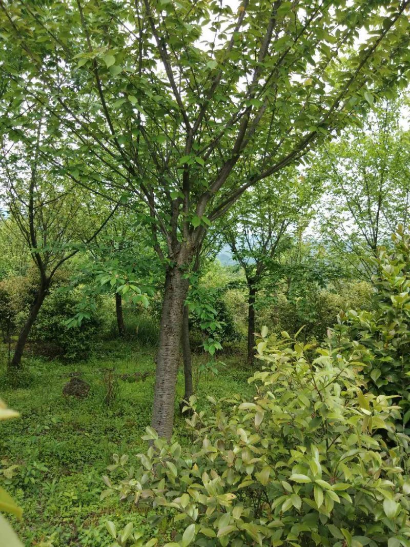 樱花5一15公分基地批发，现货长期有效。