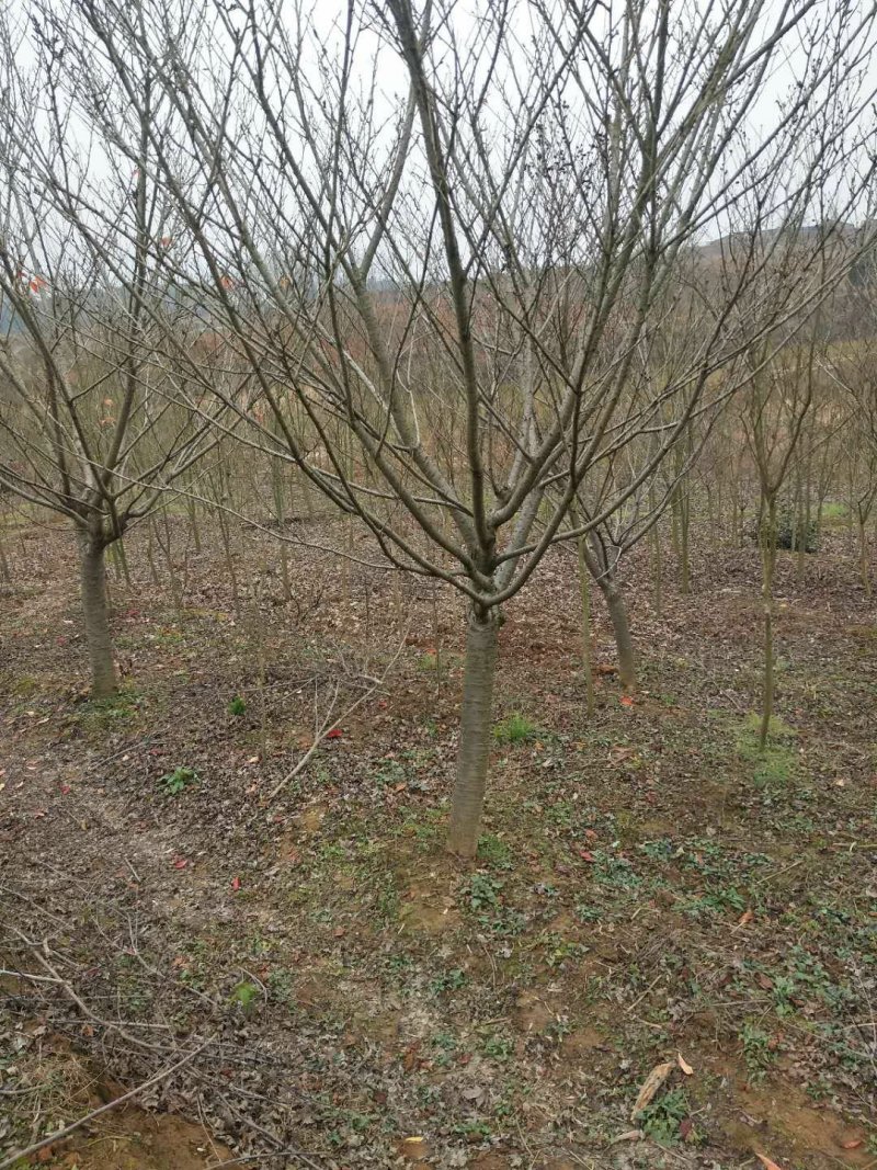 樱花5一15公分基地批发，现货长期有效。