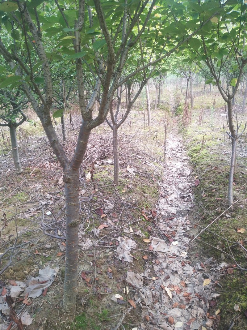 樱花5一15公分基地批发，现货长期有效。