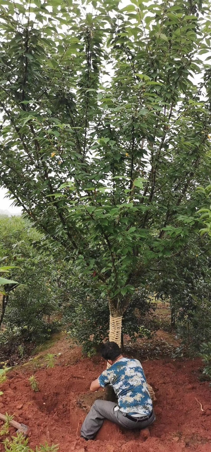 樱花5一15公分基地批发，现货长期有效。
