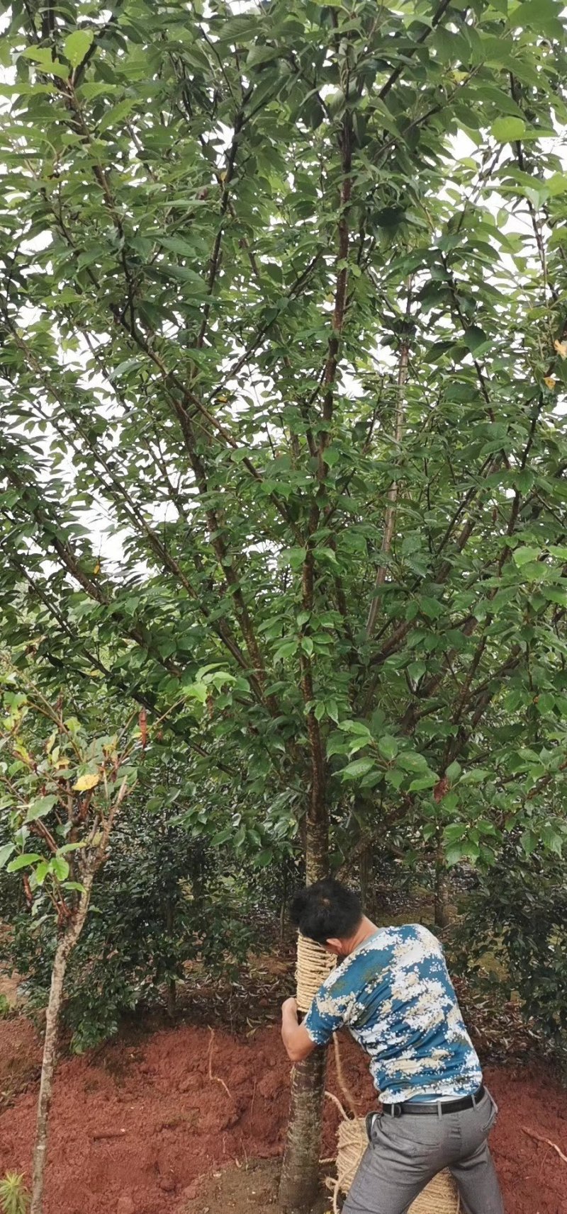 樱花5一15公分基地批发，现货长期有效。