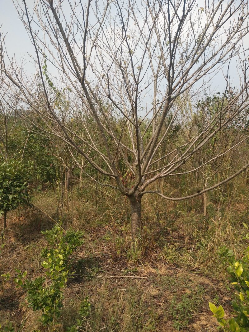 樱花5一15公分基地批发，现货长期有效。