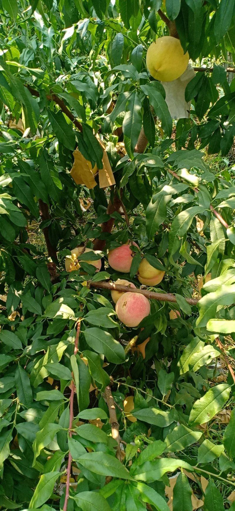 冬蜜桃