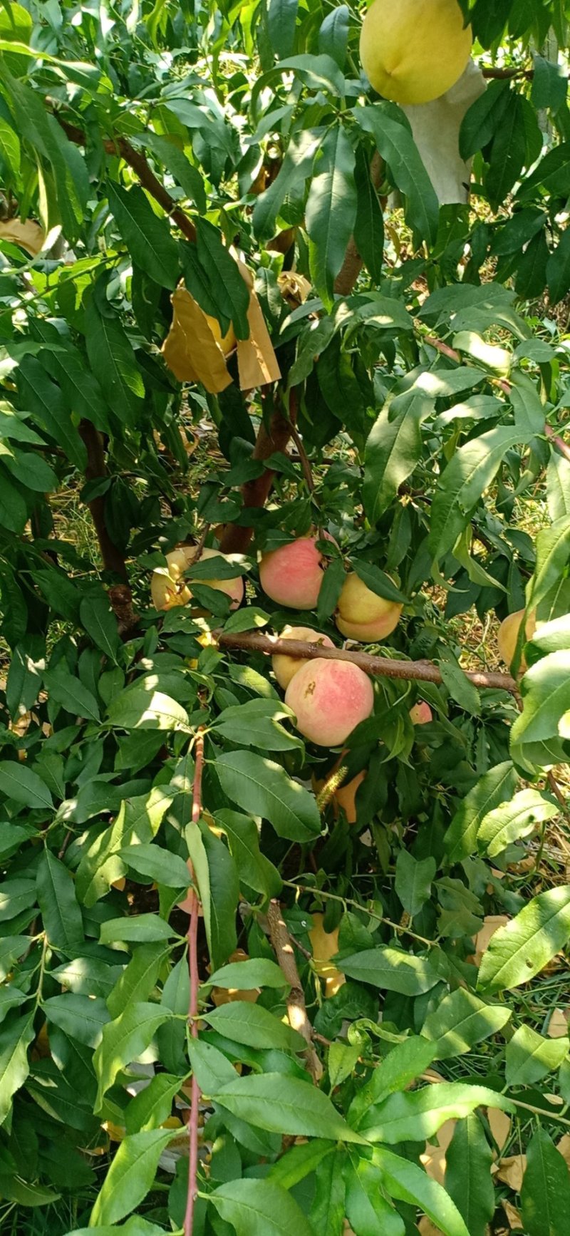 冬蜜桃