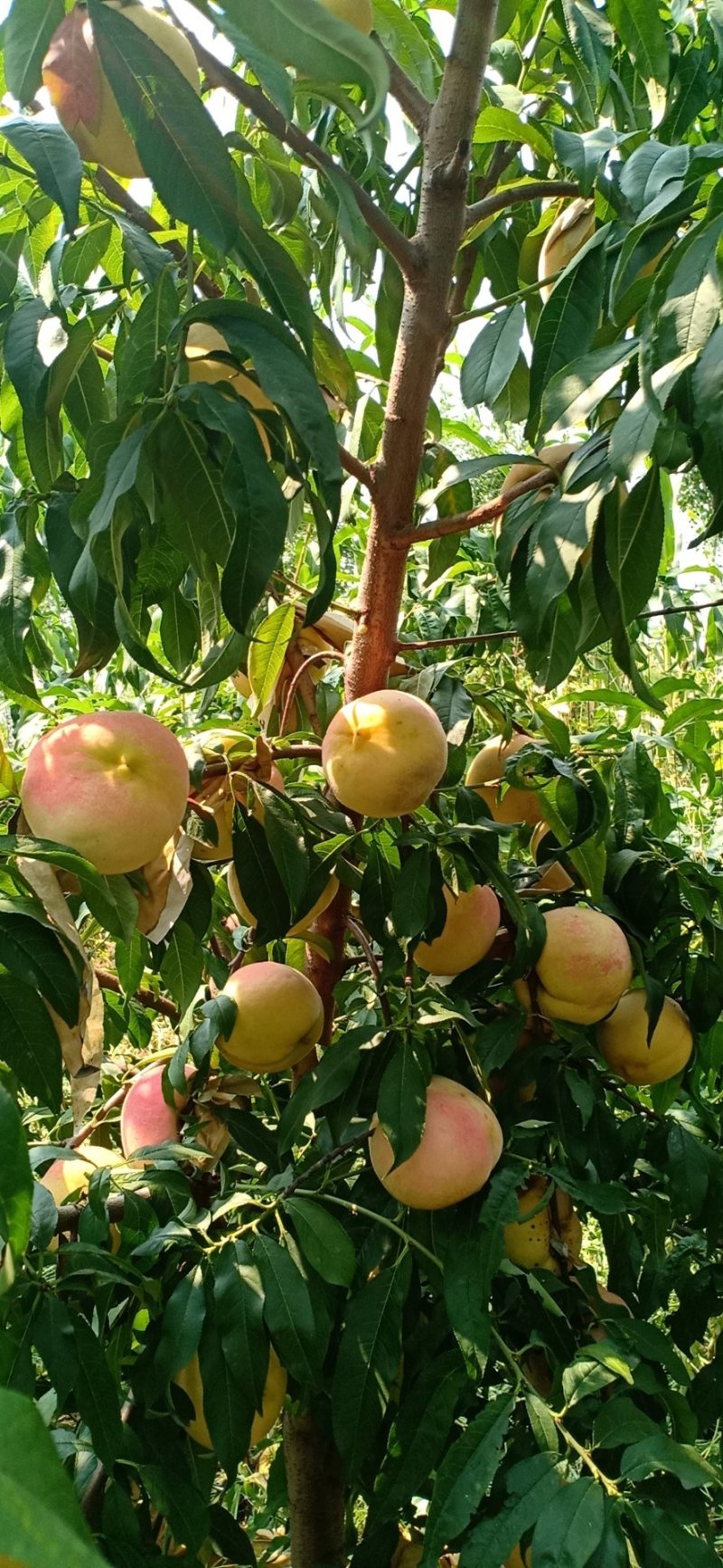 冬蜜桃