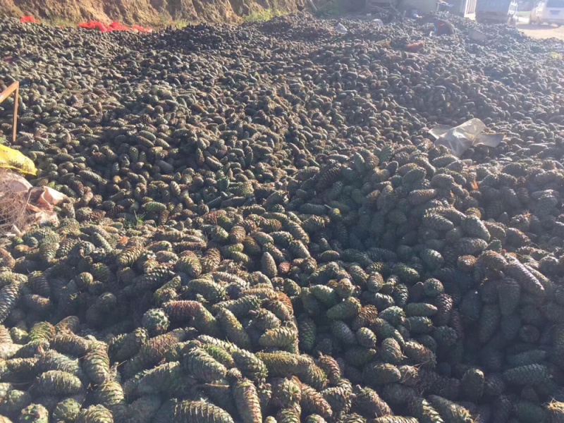 云南高海拔松子