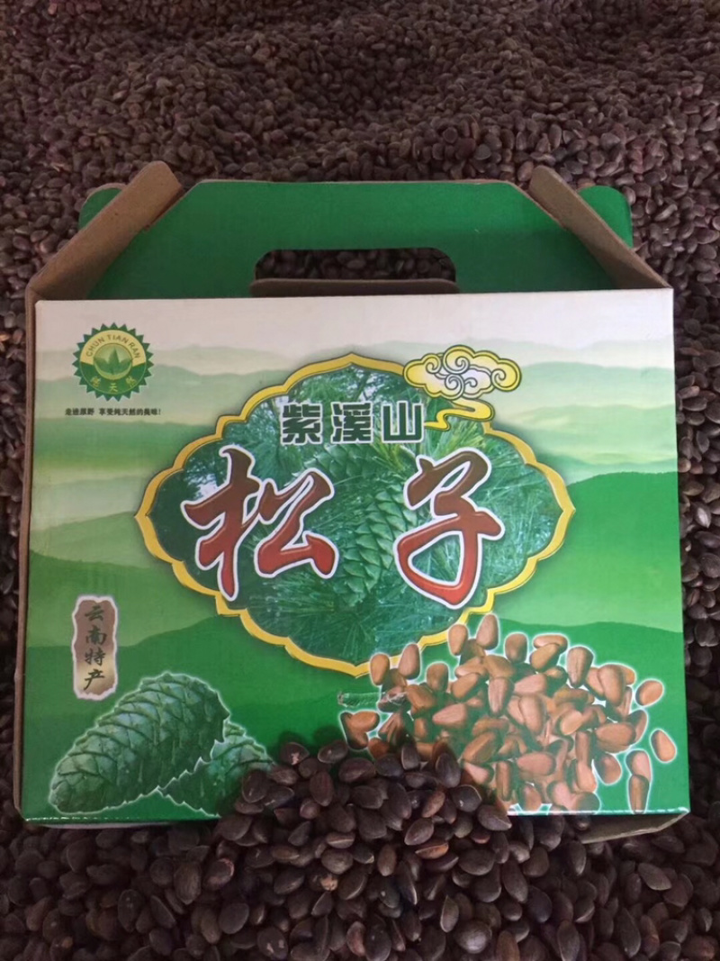 云南高海拔松子