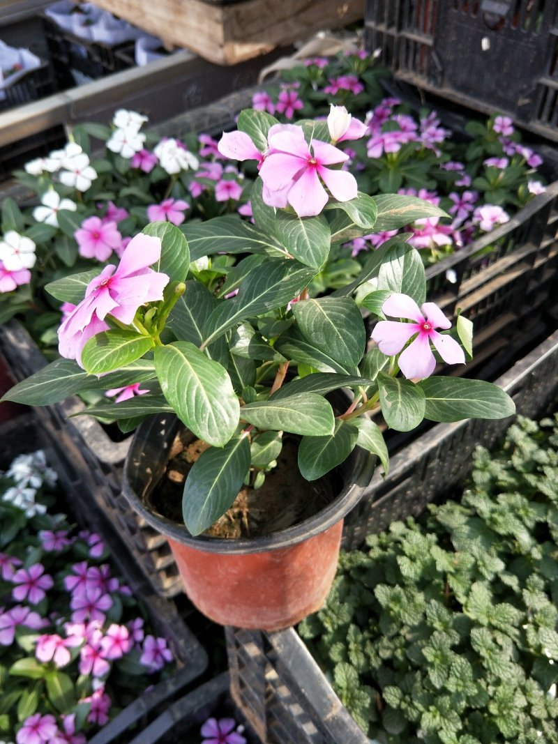 木本长春花天天开大盆多年生木本绿化苗木观花植物