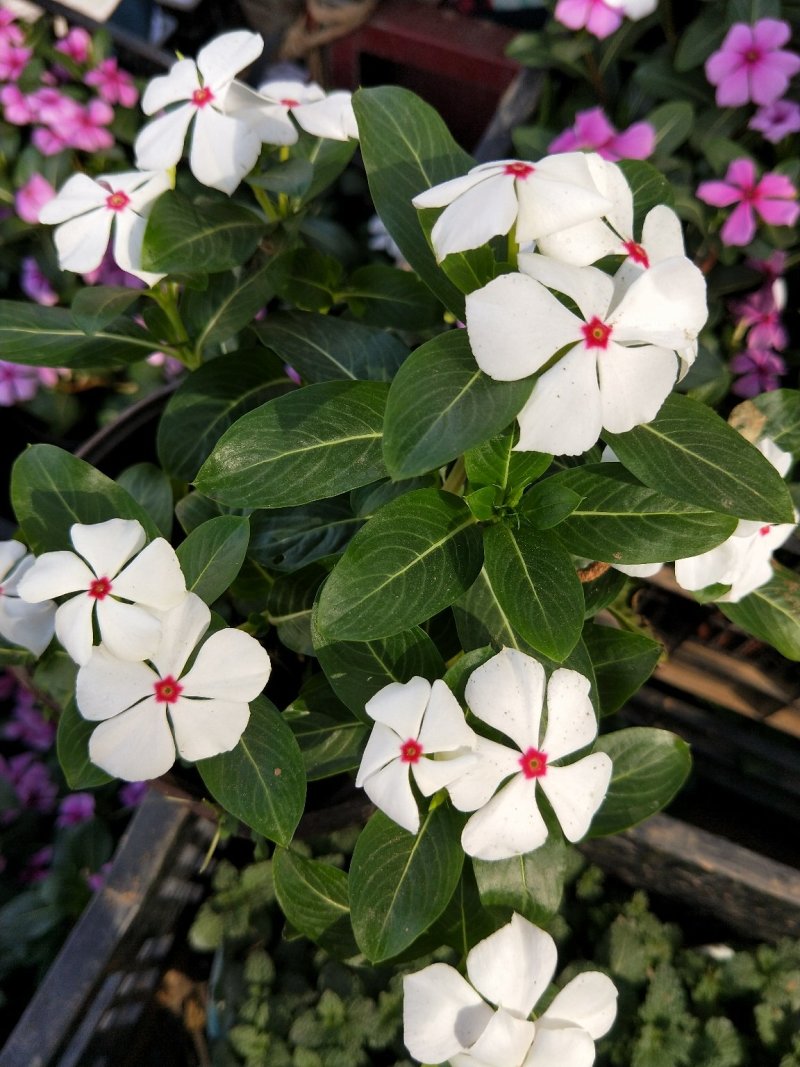 木本长春花天天开大盆多年生木本绿化苗木观花植物