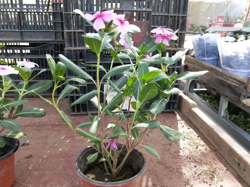 木本长春花天天开大盆多年生木本绿化苗木观花植物