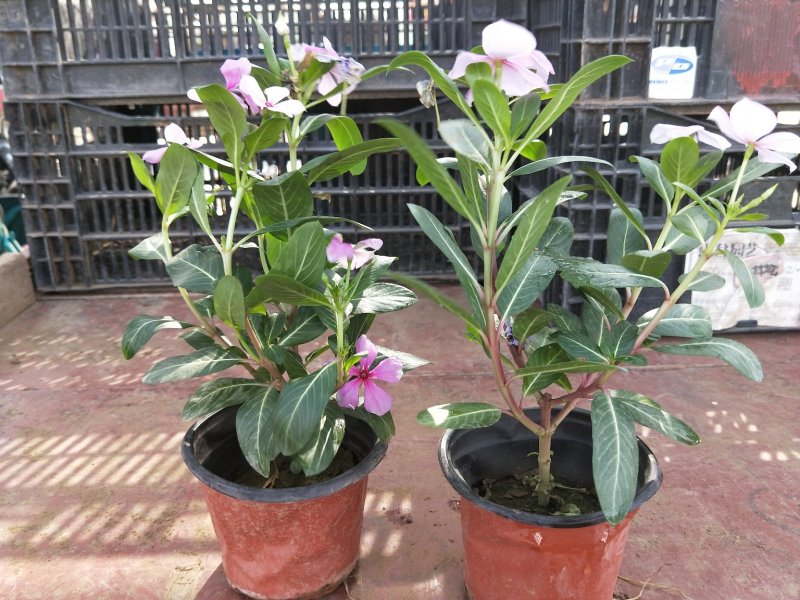 木本长春花天天开大盆多年生木本绿化苗木观花植物
