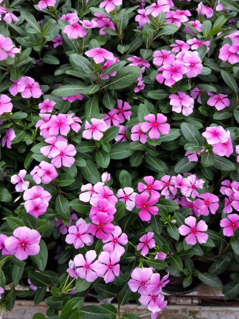 木本长春花天天开大盆多年生木本绿化苗木观花植物