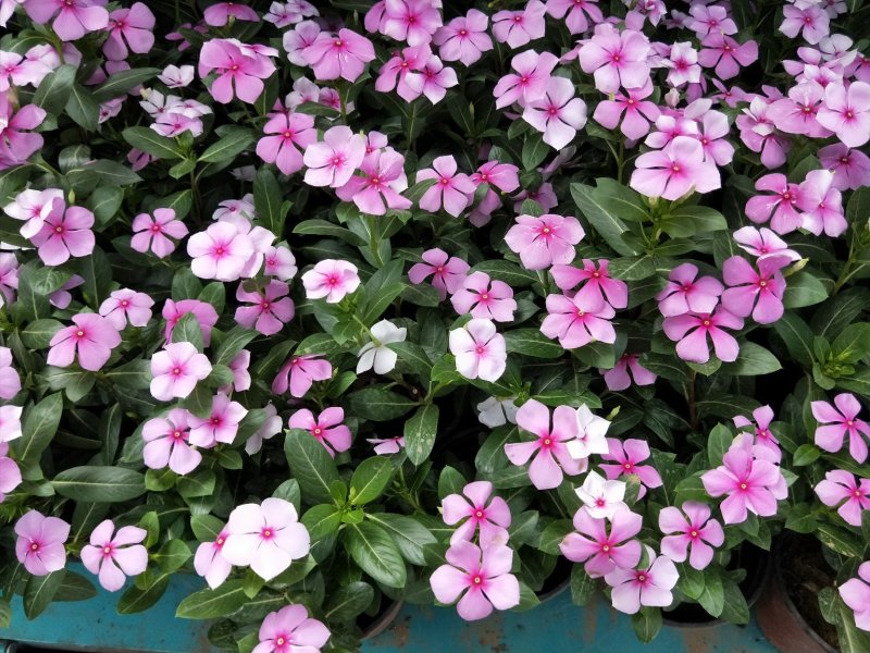 木本长春花天天开大盆多年生木本绿化苗木观花植物
