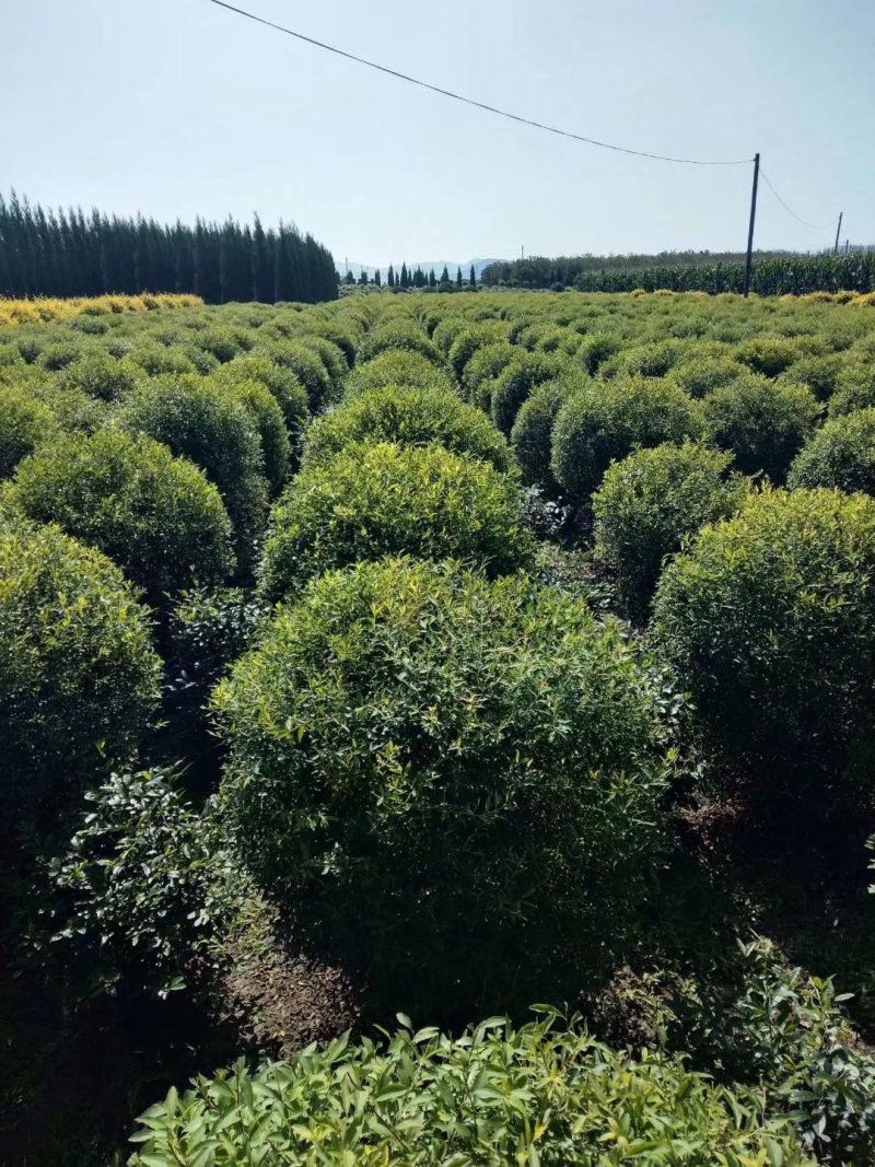 辽宁开原珍珠绣线菊球直径80-120cm自家圃地欢迎选购