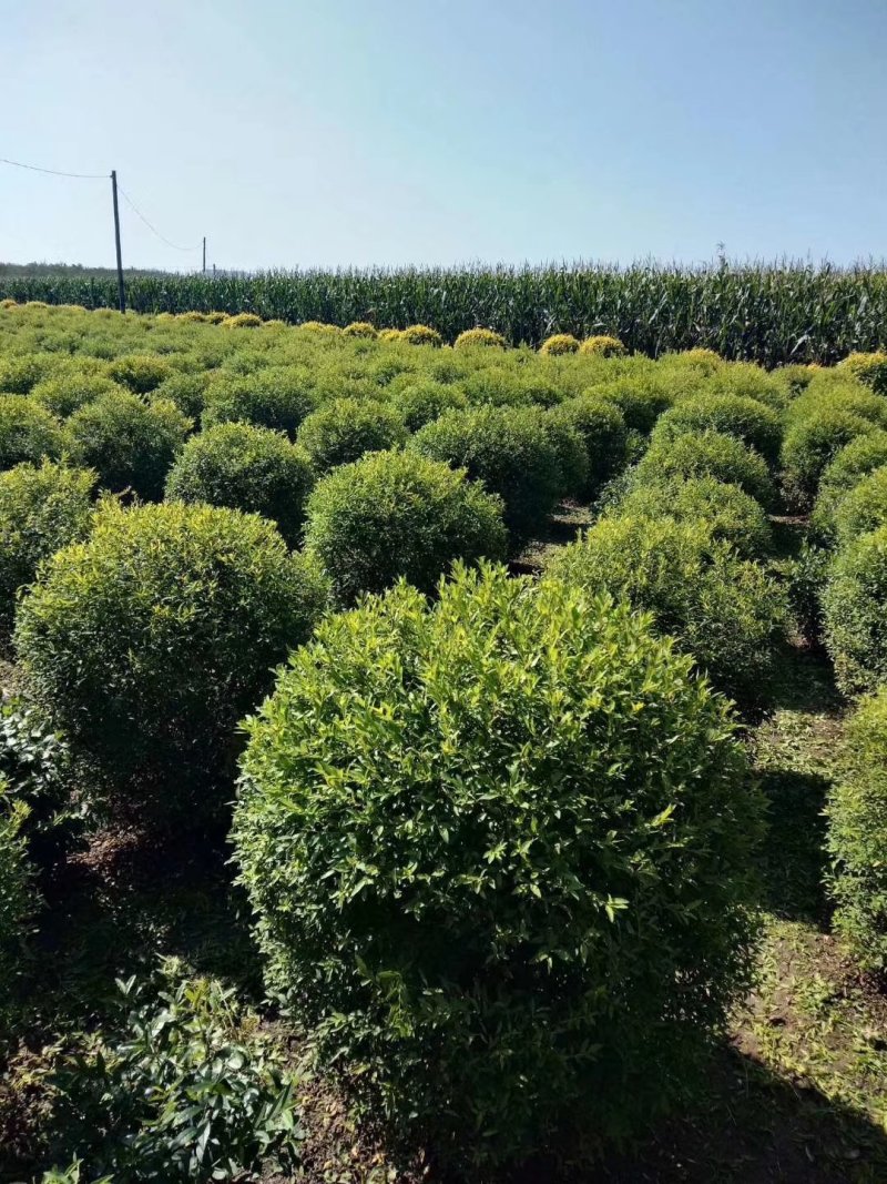 辽宁开原珍珠绣线菊球直径80-120cm自家圃地欢迎选购