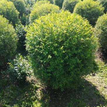辽宁开原珍珠绣线菊球直径80-120cm自家圃地欢迎选购