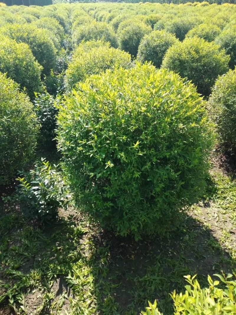 辽宁开原珍珠绣线菊球直径80-120cm自家圃地欢迎选购