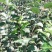 【苹果苗】露利苹果苗苹果早熟新品种露利苹果苗7月中旬成熟