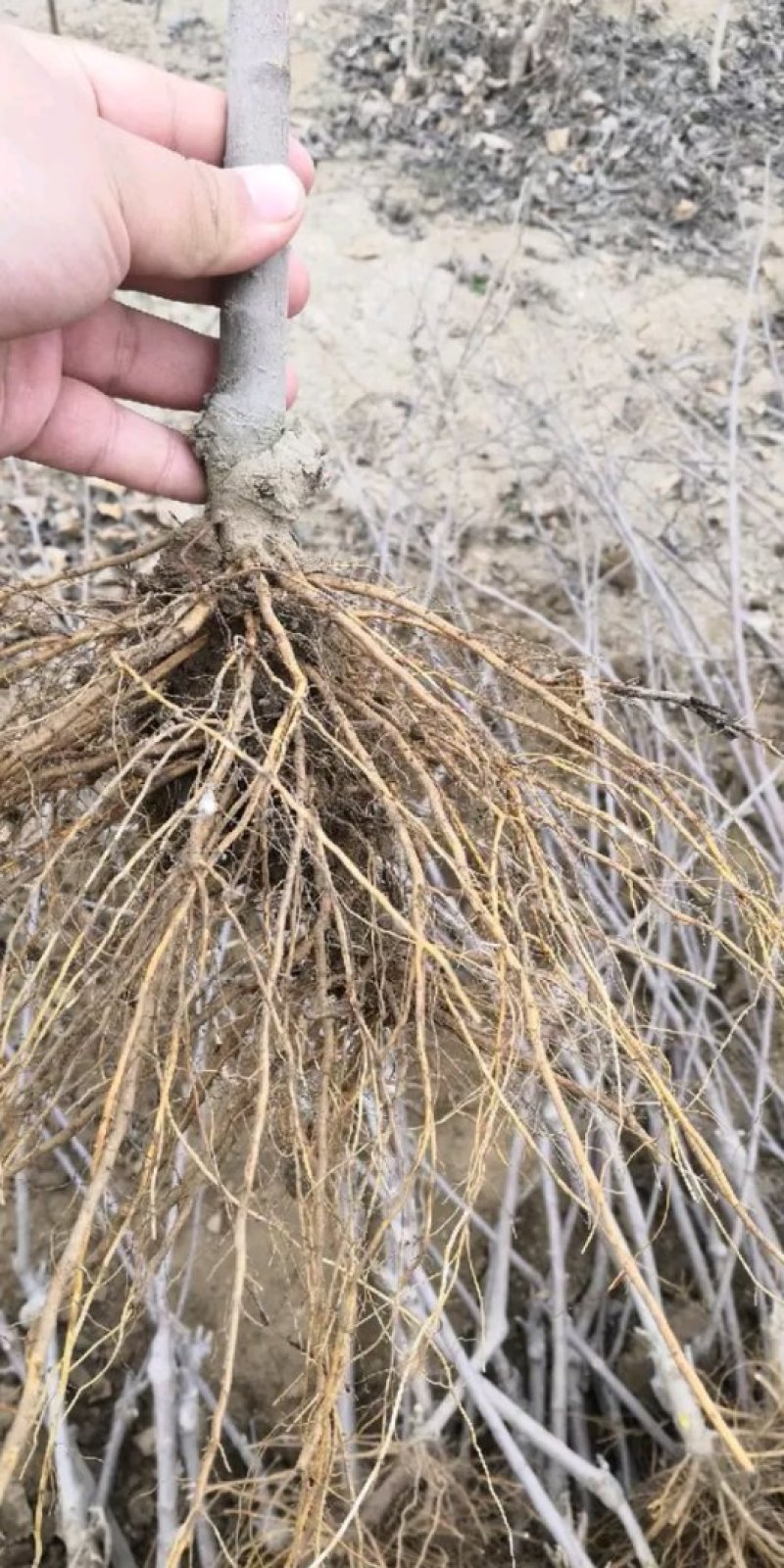 【苹果苗】露利苹果苗苹果早熟新品种露利苹果苗7月中旬成熟