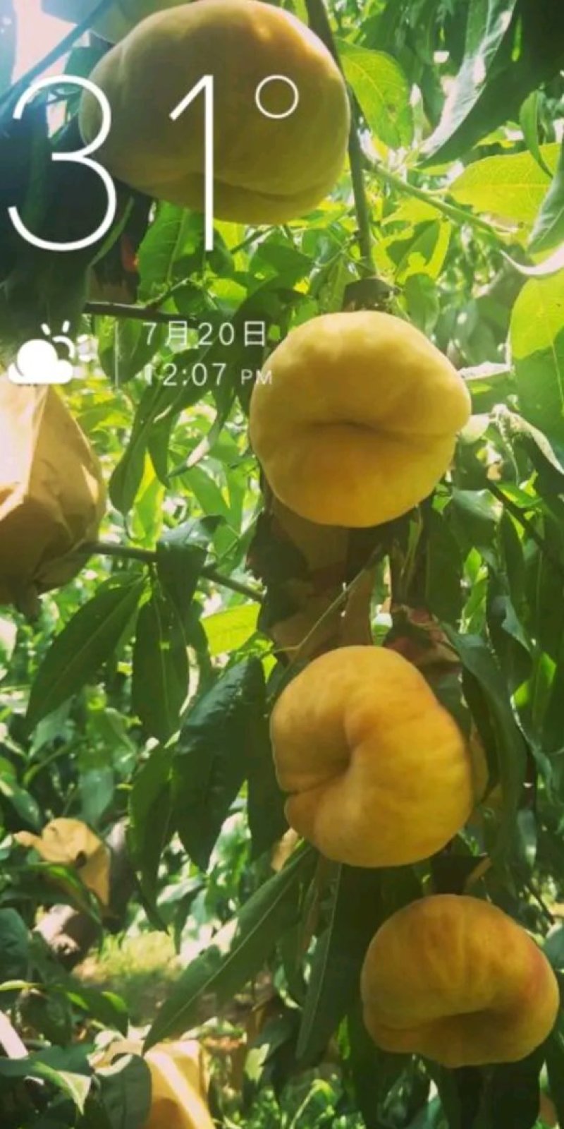 中蟠17桃树苗，蟠桃系列新品种，蟠桃系列桃树苗，包品种