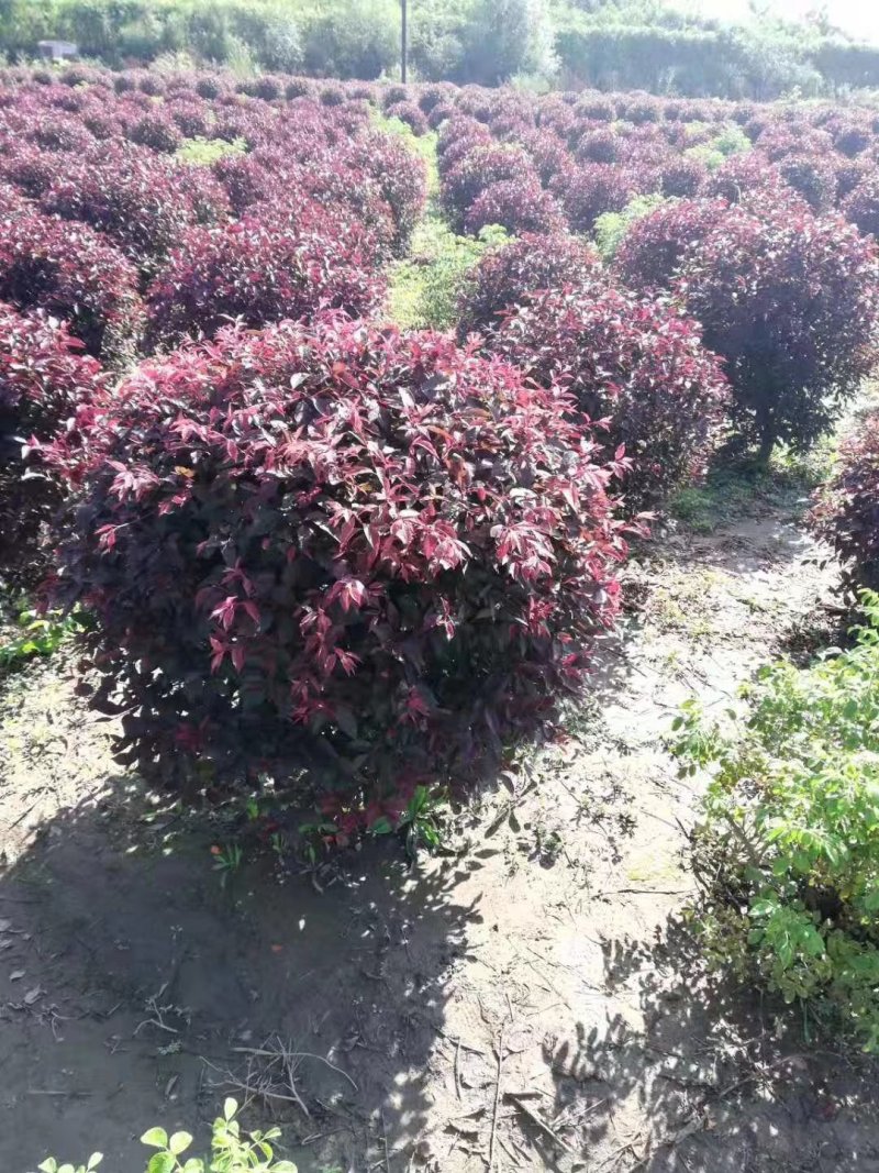 辽宁红叶李精品球繁育基地规格齐全量全国发货