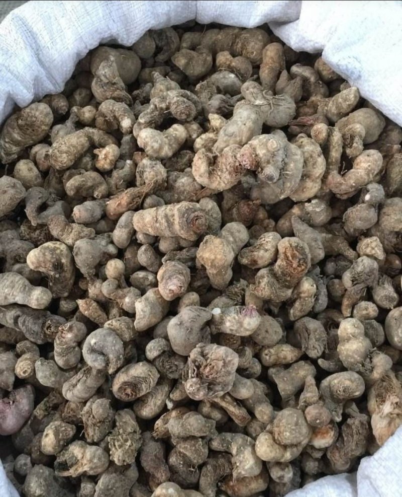 水田七，道地药材，质优价实，品质保证，药典标准一公斤起批