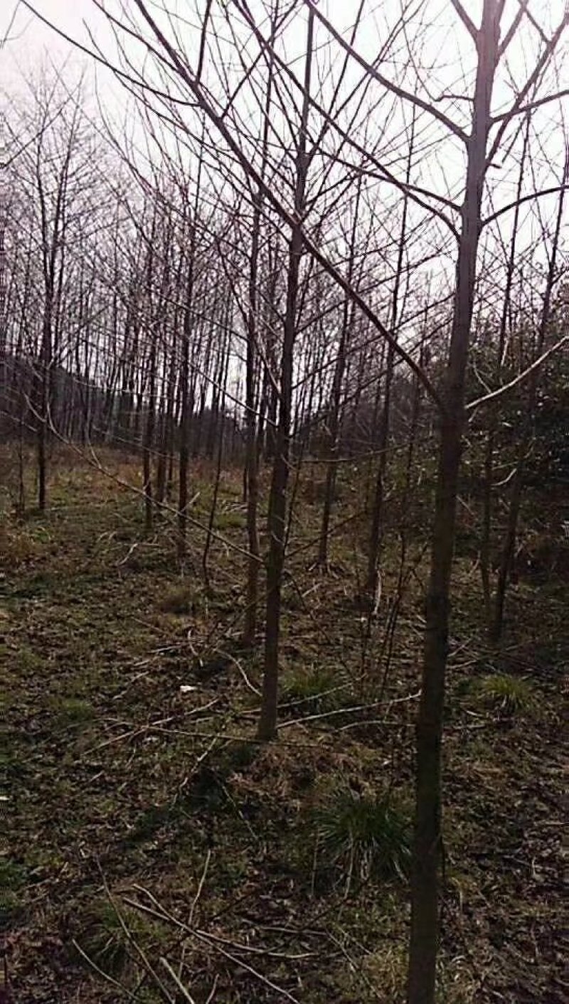 喜树基地可供1一20公分，现货，现货长期有效。