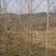 喜树基地可供1一20公分，现货，现货长期有效。