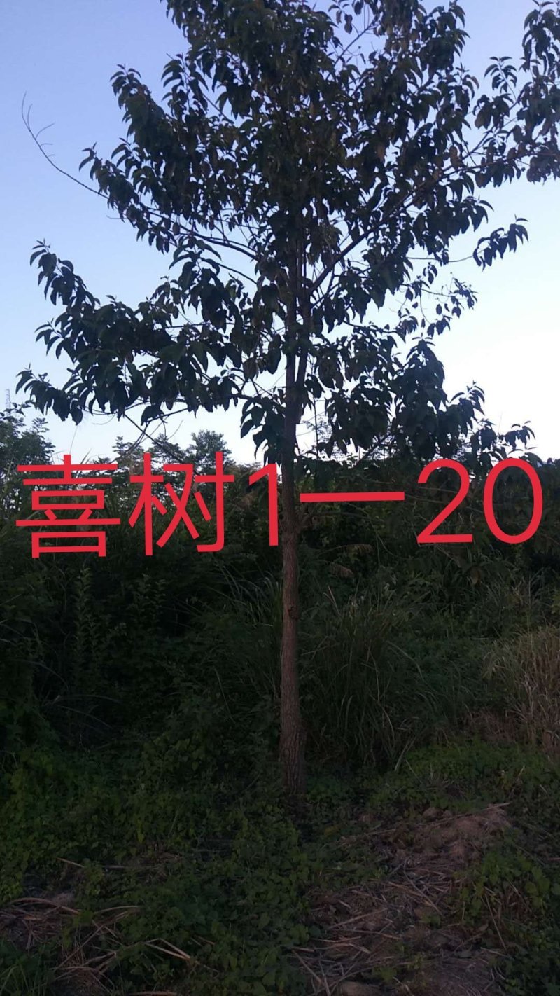 喜树基地可供1一20公分，现货，现货长期有效。