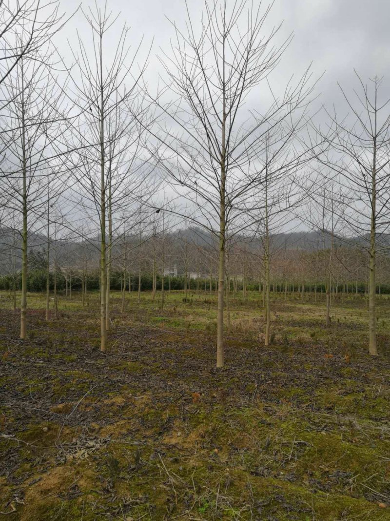 喜树基地可供1一20公分，现货，现货长期有效。