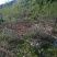 喜树基地可供1一20公分，现货，现货长期有效。