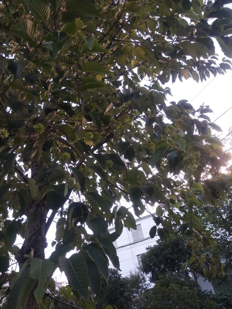 喜树基地可供1一20公分，现货，现货长期有效。