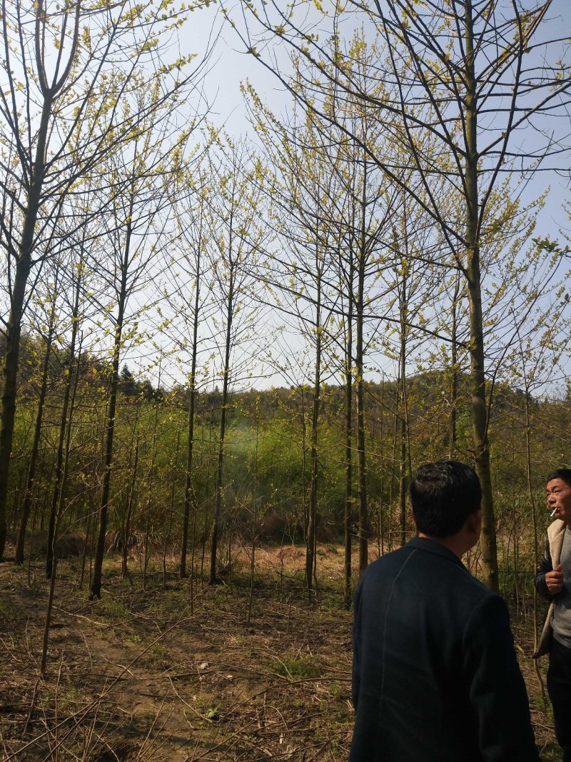 喜树基地可供1一20公分，现货，现货长期有效。