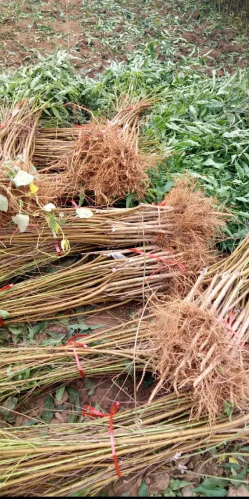 中油蟠7-7桃树苗，中油蟠7桃树苗，中油蟠9号桃树苗