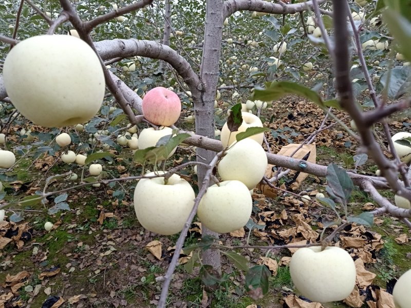苹果