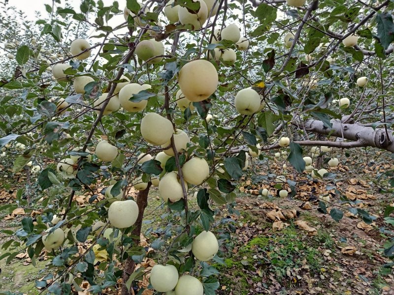 苹果