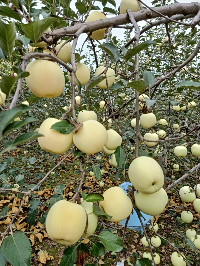 苹果