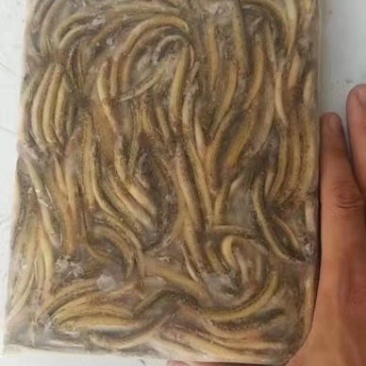 小泥鳅