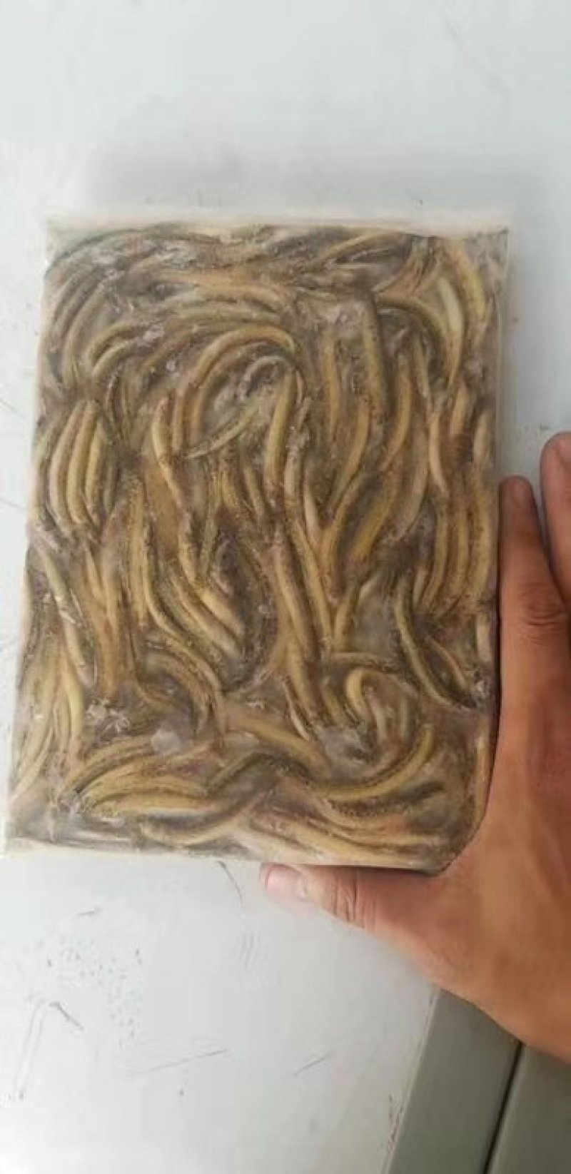 小泥鳅