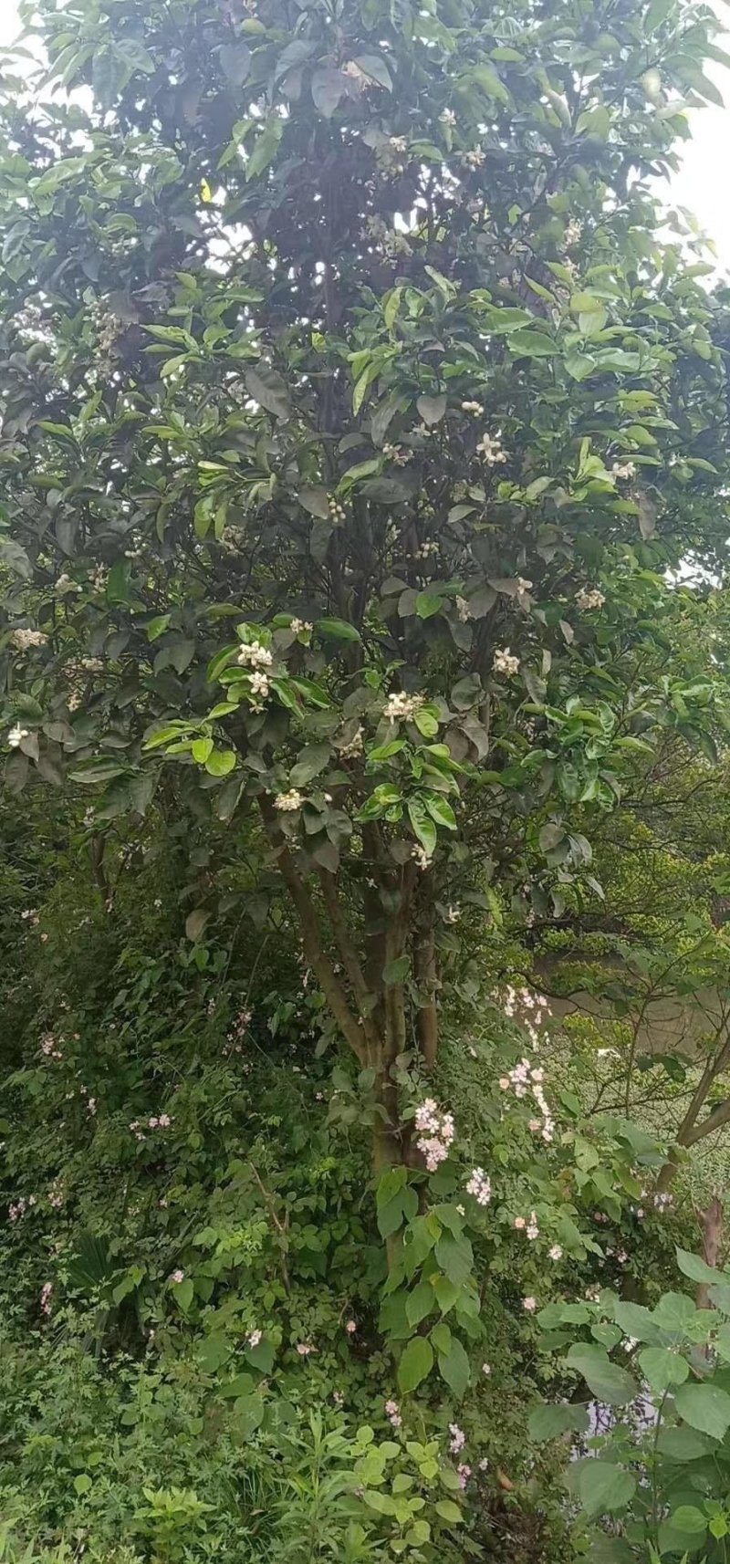 香泡5一20公分基地批发，现货长期有效。