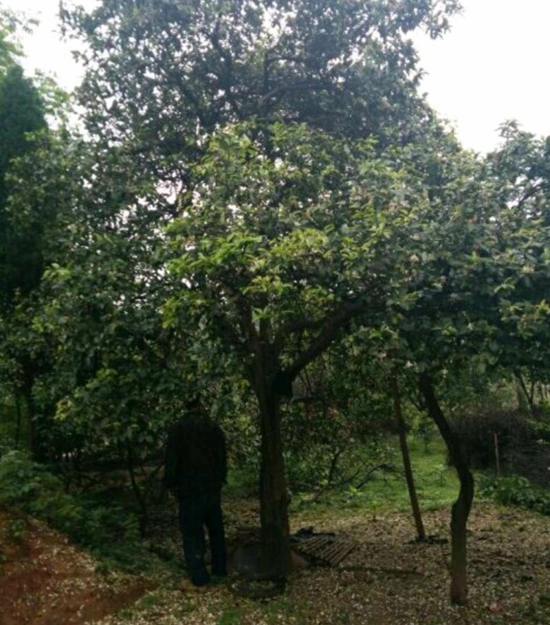 香泡5一20公分基地批发，现货长期有效。