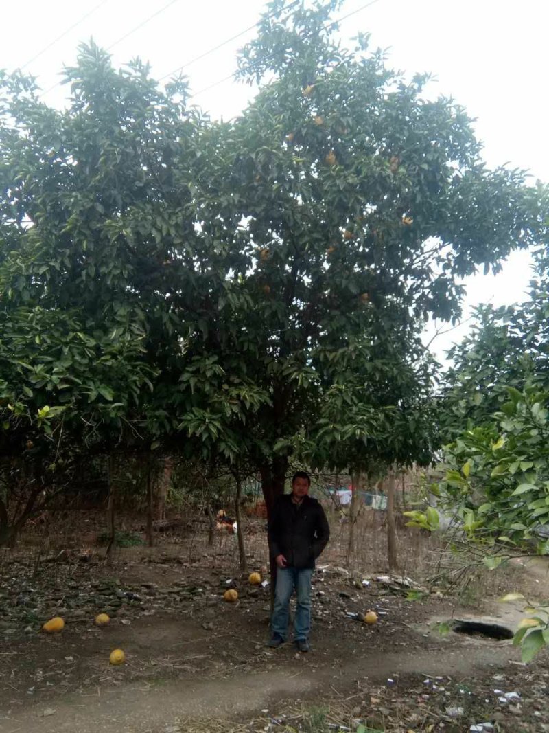 香泡5一20公分基地批发，现货长期有效。