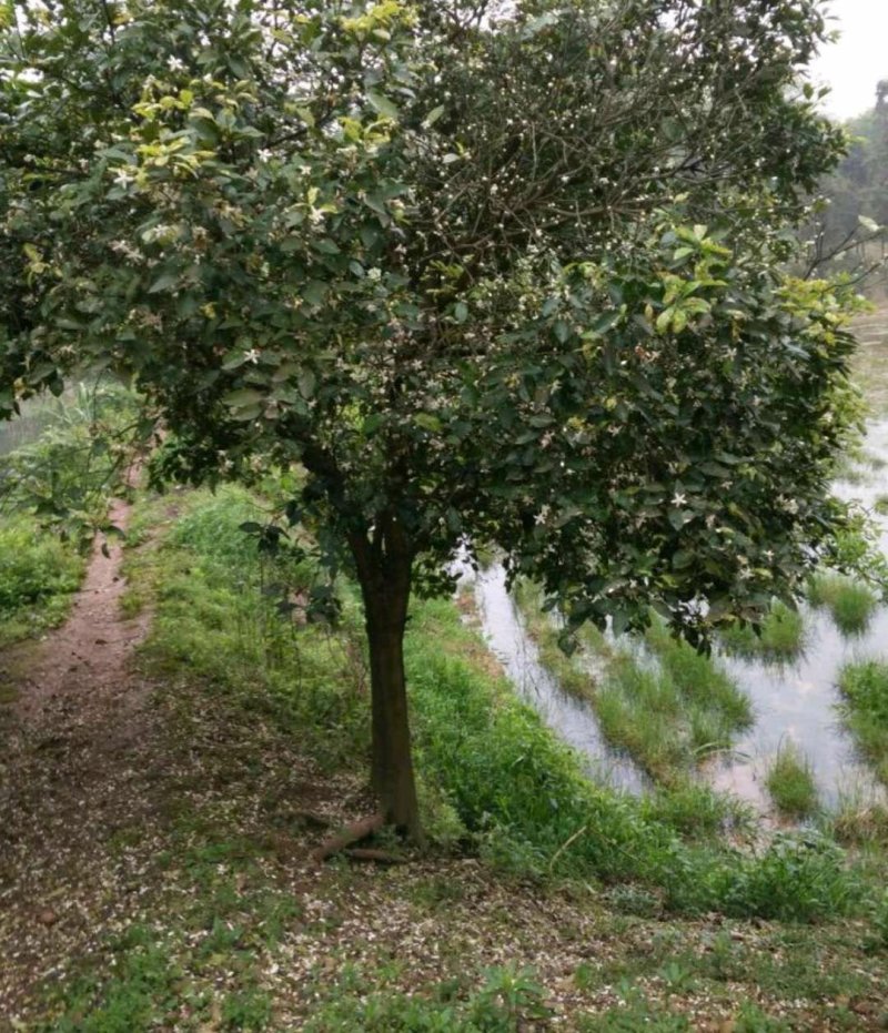 香泡5一20公分基地批发，现货长期有效。