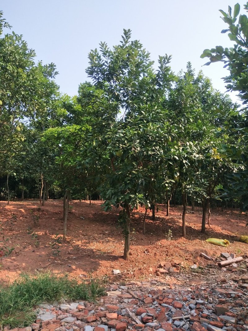 香泡5一20公分基地批发，现货长期有效。