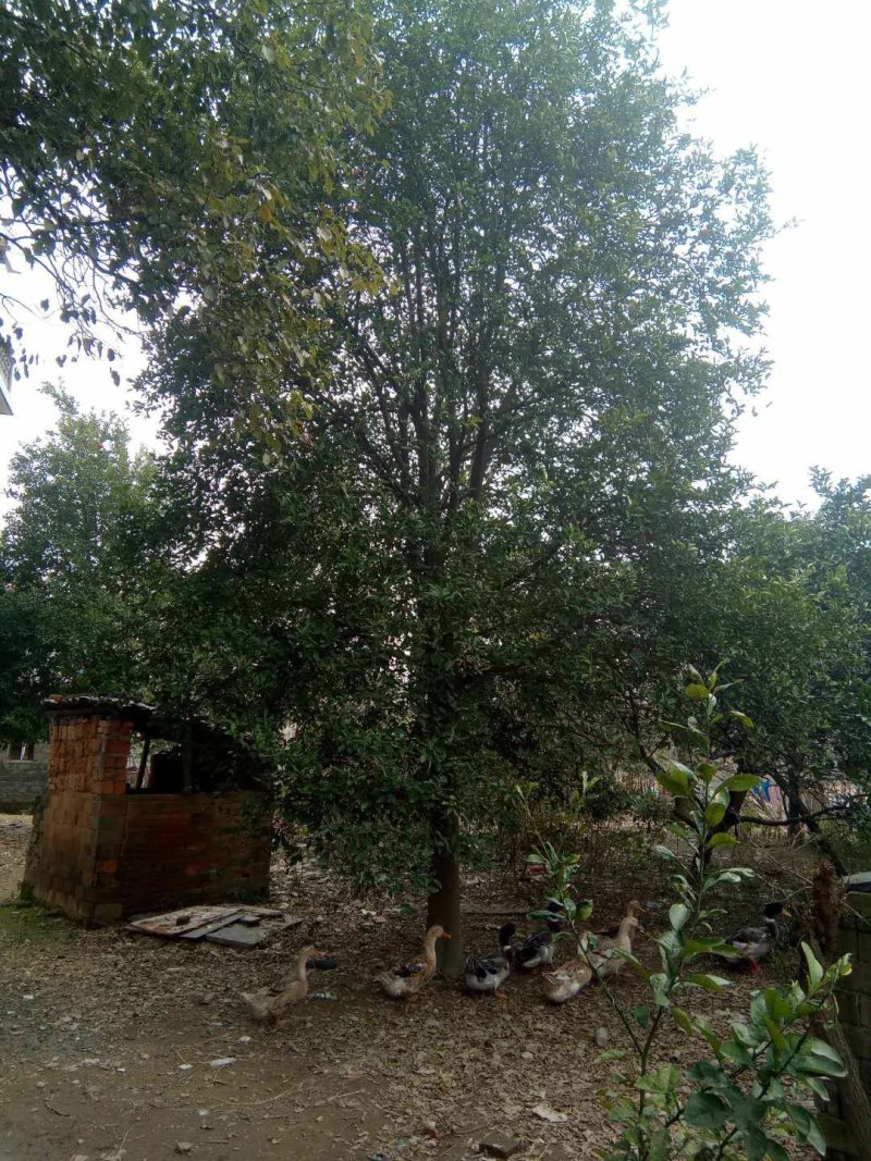 香泡5一20公分基地批发，现货长期有效。